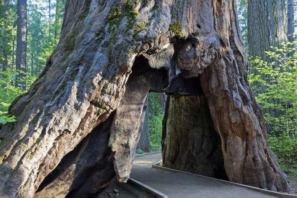 Cedar Oasis - Home Base To Big Trees Arnold Exterior photo