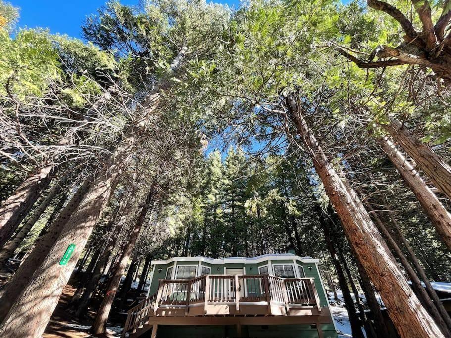 Cedar Oasis - Home Base To Big Trees Arnold Exterior photo
